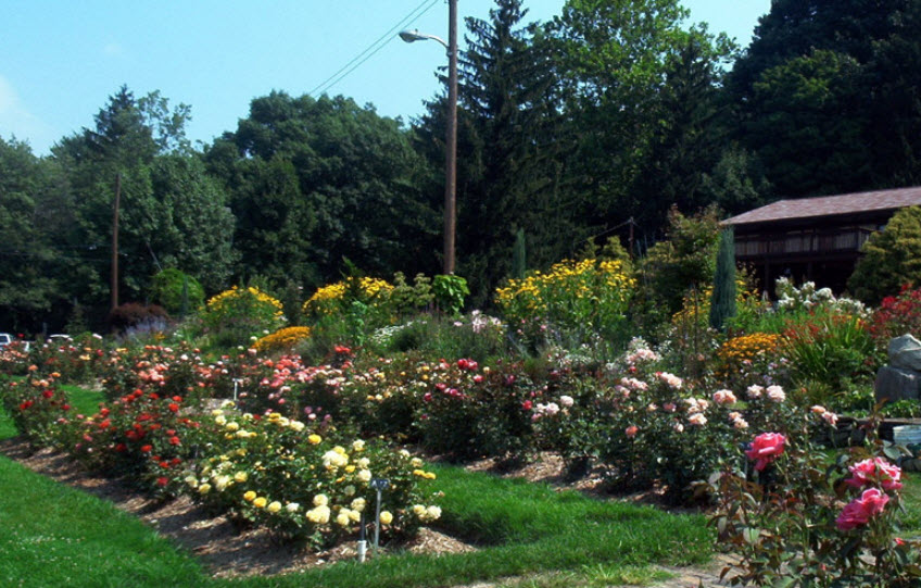 Rose Garden at McKeesport Garden Club, United States